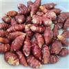 Generic topinambur - tuberi - resistenti esotiche balcone copertura del 6pcs