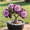OPVDJD Rosa del deserto in Vasca:Colore Vivido/Decorazione per Casa e Giardino/per Interni e Esterno-A-3 Rhizome