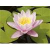 NATURAVIVA BASSANO NINFEA RUSTICA RESISTENTE ROSA + CONCIME OMAGGIO