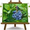 EURO PLANTS VIVAI Mirtillo Nero Gigante Americano var Legacy -Pianta da Frutto Antico su Vaso ø 20 cm - Altezza 100 cm- Età 2 Anni