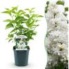 Plantenboetiek.nl Syringa vulgaris mme Lemoine - Lillà comune - resistente - bianco - 35-45cm - Ø17cm - Pianta da giardino