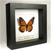 De Museumwinkel.com Danaus plexippus - Farfalla monarca - Vera farfalla montata sotto vetro in legno nero fatto a mano