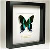 De Museumwinkel.com Papilio Blumei - Peacock Butterfly - Vera Farfalla di Tassidermia Montato sotto Vetro in Cornice di Legno Nera Fatta a Mano - Arte per Pareti per Soggiorno