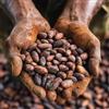 Frutteo Fave di Cacao Rare Cuyagua Single Origin - Venezuela | Criollo/Trinitario | 100% Naturali, Non Tostate | Qualità Professionale per Bean to Bar e Trasformazione | Confezione da 500 g - Fruttèo