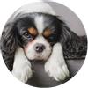 InOmak Cane Cavalier King Charles Spaniel, tappetino per mouse rotondo, tappetino per mouse con base in gomma antiscivolo da 8 pollici