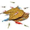 SunGrow 10 Gamberetto Lascia Catappa, 10-18 cm, Fonte Aggiuntiva Di Nutrimento, Perfetta Per L'allevamento E Il Nascondiglio, Foglie Di Catappa Cotte Al Sole, Un Must Per I Custodi Di Gamberi