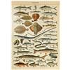 MyPuzzle.com MyPuzzle Pesce Per Tutti, Poster D'epoca, Adolphe Millot - Premium 1000 Pezzi Puzzle - MyPuzzle Collezione speciale di Havana Puzzle Company