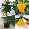 SAVINI VIVAI L'ARTE DI FARE NATURA SAVINI VIVAI Pianta di Cedro Albero di Agrumi Cedro Mano di Buddha in Vaso da 35 cm Altezza 150-180 cm 6-7 Anni di innesto Made Italy