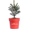 eGarden.store Pianta di Picea Pungens Blue o Abete Blu diverse grandezze albero ornamentale da esterno Abete vero decorativo venduto da eGarden.store (Vaso 19 cm)