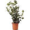 KENTIS - Pianta di Osmanto - Osmanthus Aquifolium - Piante Vere da Esterno - Pianta da Giardino Perenne - H 80-100 Vaso Ø 24 cm