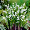 DUTCH BULBS EXCLUSIVE PLANTS FROM HOLLAN Rosa Convallaria Majalis Mughetto Perenni (10 piante/bulbi), Grandi piante perenni da profumo resistenti dall'Olanda per giardino e vaso (bulbi grandi, senza semi e non artificiali)