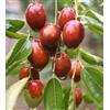 Generic Chinese Data, Ziziphus Giuggiola, Semi di Albero (Commestibile, Hardy, Autunno Colour) (15)