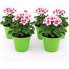 POWERS TO FLOWERS - GERANIO ZONALE HERCULES, PELARGONIUM, 5 PIANTE VASO 14 ROSA BICOLORE, piante vere
