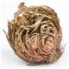 acquaverde | 2 Rose del Deserto, Pianta di Gerico Simbolo di Rinascita, Resurrezione e Purificazione, Rosa di Jerico per Casa e Decorazioni, Selaginella Lepidophylla Senza Radici e di Facile Cura