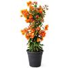 POWERS TO FLOWERS - BOUGAINVILLEA, BUGANVILLEA, ARANCIONE, vaso 17 cm diametro, altezza 70cm, pianta vera