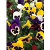 Generic Miscela di semi per lettiera invernale che potresti ricevere semi di viola, viola del pensiero, viola del pensiero, primula, primula, semi di bellies