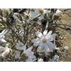 Vivai Decandia Giovanni PIANTA DI MAGNOLIA STELLATA A CESPUGLIO V.24 alt.70/80 CM (foto reale)