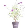 eGarden.store Pianta di Buddleja Davidii Albero delle Farfalle pianta ornamentale da esterno pianta vera da fiore vari colori venduta da eGarden.store (Buddleja Davidii Royal Red)