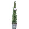 Vannucci Piante - Cupressus sempervirens 'Pyramidalis', Cipresso toscano, Cipresso nero d'innesto, Pianta vera, Conifera
