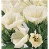SVI 50 Semi Lisianthus sempre bianchi per sempre bianco Lisianthus