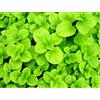 Gasa Menta Glaciale su Vaso cm 14 in Confezione da 2 Piante