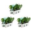 Bloomique - Set di 18 - Ilex Crenata Jenny - Agrifoglio giapponese - Gaultheria - Resistente - Compatto - Altezza 10-20 cm - Radici 6 cm