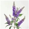 SemiSauvage 1000 Semi d'Albero con Farfalle (Buddleja) - SemiSelvaggio Permacultura