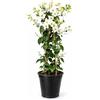 POWERS TO FLOWERS - BOUGANVILLE BIANCA, ALTEZZA 70 CM, BUGANVILLEA, pianta vera