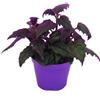 exotenherz Gynura Purple Passion - Velvet-Leaf - Purple Plant - 9cm pot