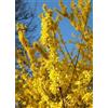 Vivai Decandia Giovanni PIANTA DI FORSYTHIA LINWOODGOLD IN VASO CM 18 ALTEZZA CM 40/50