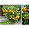 Portal Cool Brugmansia Suaveolens 30 semi gialli, Angelo tromba Giallo, F