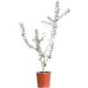eGarden.store - Pianta vera di Biancospino Comune o Crataegus Monogyna - Altezza pianta: 80 cm Diametro vaso: 17 cm - Arbusto ornamentale dai fiori rosa e bacche bianche da coltivare all'esterno