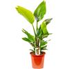 Bonplants Strelitzia Nicolai Uccello del Paradiso, Pianta Vera Elegante ed Ornamentale (Vaso 21 da Vivaio)