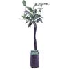 eGarden.store pianta di limone dolce albero del limone dolce albero di limone in vaso età 2 anni pianta vera venduta da eGarden.store