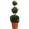 KENTIS - Cupressocyparis Leylandii - Cipresso a 3 Palle - Piante Vere da Esterno Giardino Balcone - H 90/110 cm Vaso Ø 24 cm