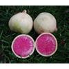 Generic 200 Sementi di anguria ravanello croccanti Ravanelli con Lieve rosa Carne