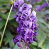 le Georgiche Vivai le Georgiche - Pianta vera di Hardenbergia violacea Lillà rampicante, Lillà australiana - vaso Ø 17 cm - altezza alla vendita 40-60 cm