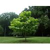 Vivaio di Castelletto Catalpa bignonioides "Albero dei sigari" pianta in vaso 2 litri h 70/90 cm Vivaio di Castelletto