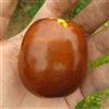 AMAZONSEEEDS GIUGGIOLO LI, VASO 2 LITRI, 50-60 CM,Ziziphus jujuba,FRUTTO GIGANTE
