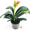 POWERS TO FLOWERS - CLIVIA ARANCIONE, VASO 13CM DIAMETRO, pianta vera