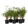 Plant in a Box - Fargesia Rufa Bamboo - Set di 6 - Non strisciante - Vaso 13cm - Altezza 25-40cm