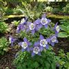 Bloomique - Set di 6 - Aquilegia Caerulea 'Spring Magic Blue & White' - Aquilegia - Facile da curare - Ricca fioritura - Resistente all'inverno - Perenne - Altezza 10-20 cm - Vaso da 9 cm