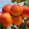 Vivaio Garden Forest Albicocco 'Tyrinthos' (Prunus armeniaca) - Pianta da Frutto H ca. 150 cm in Vaso - Frutti Grandi, Maturazione Fine Maggio, Autofertile - FOTO REALI