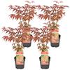 Bloomique - Set di 4 - Acer Palmatum Atropurpureum - Foglia Rossa - Acero Giapponese - Resistente al Freddo - Pianta da Giardino - Alte 25-40 cm - Vaso 10,5 cm