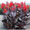 HONGDET Adatte Per La Piantumazione In Giardino All'Aperto Canna è Alto Richiedono Poca Manutenzione, Lampadine Di Canna, Vivaci E Un Alto Valore Ornamentale -1bulb-C