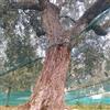 Briconess.com Rete per raccolta olive rinforzata e occhiellata tessuto antispina telo CON APERTURA verde 85 gr/mq (10x10 Mt)