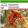 SAFLAX - Olivello spinoso - 40 semi - Con substrato - Hippophae rhamnoides