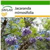 SAFLAX - Jacaranda - 50 semi - Con substrato - Jacaranda mimosifolia