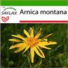 SAFLAX - Arnica - 40 semi - Con substrato - Arnica montana