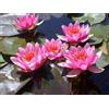 Generico Ninfea 'Maurice Laydeker' - Pianta Acquatica Viva a Radice Nuda Fiore Rosa Intenso - Per Laghetti, Vasche e Stagni - Fioritura Estiva Prolungata - Coltivata in Italia